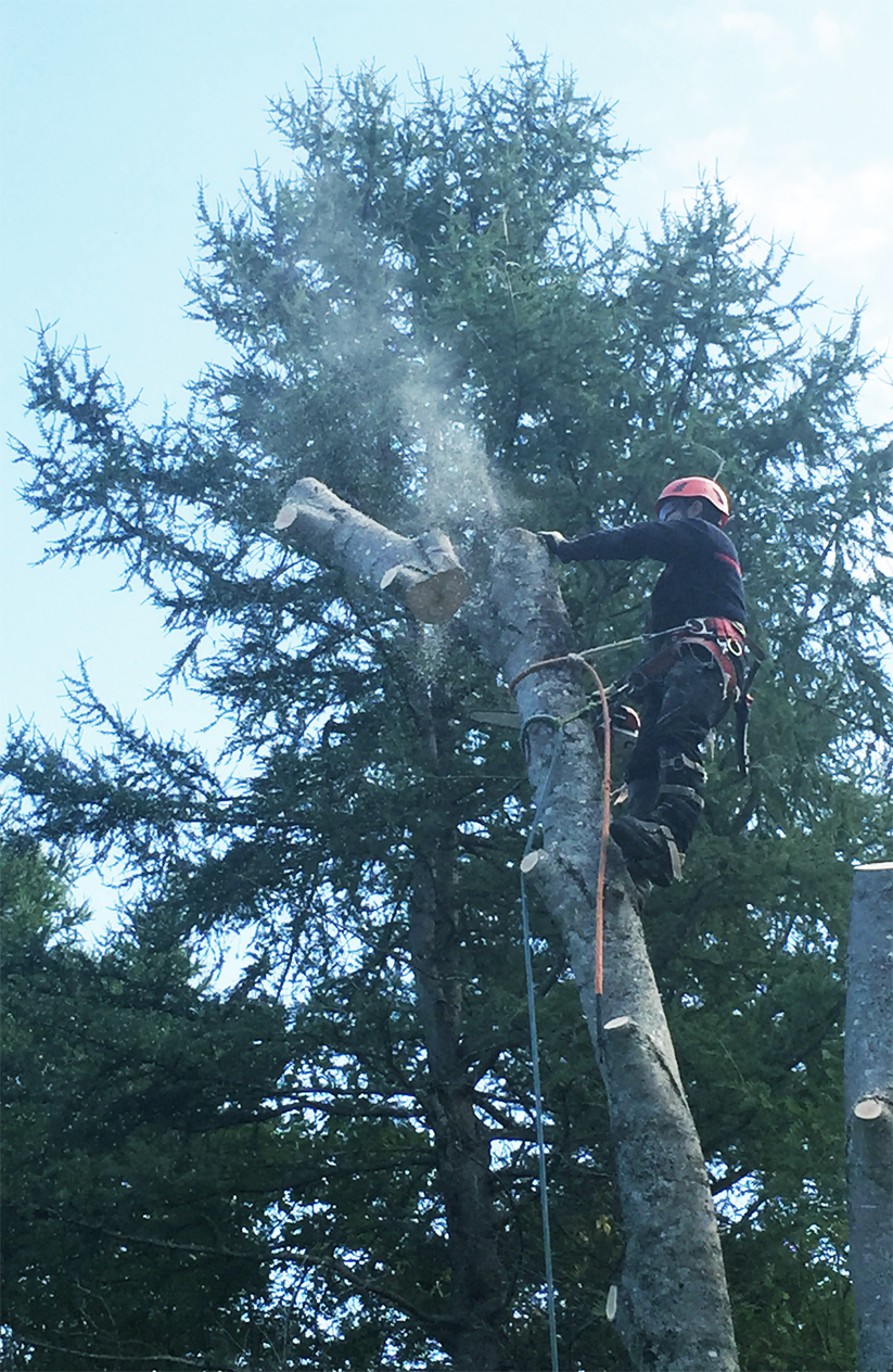 Busy Beavers Tree Service – Affordable Tree Cutting